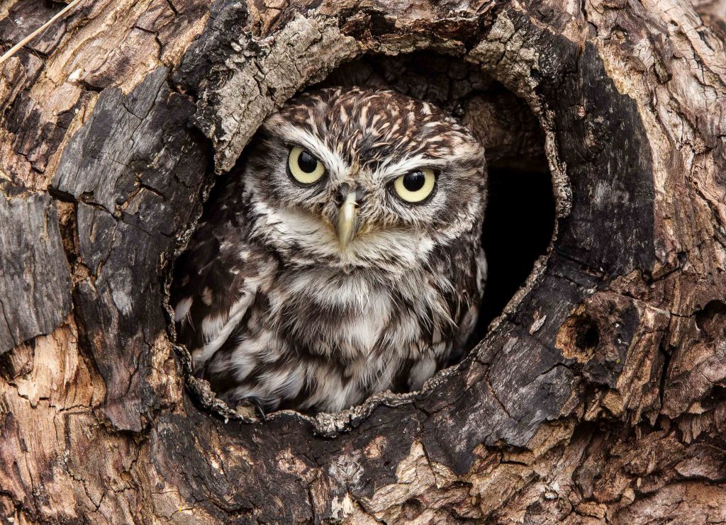 Little owl at home