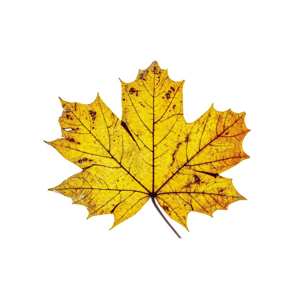 Autumnal sycamore leaf