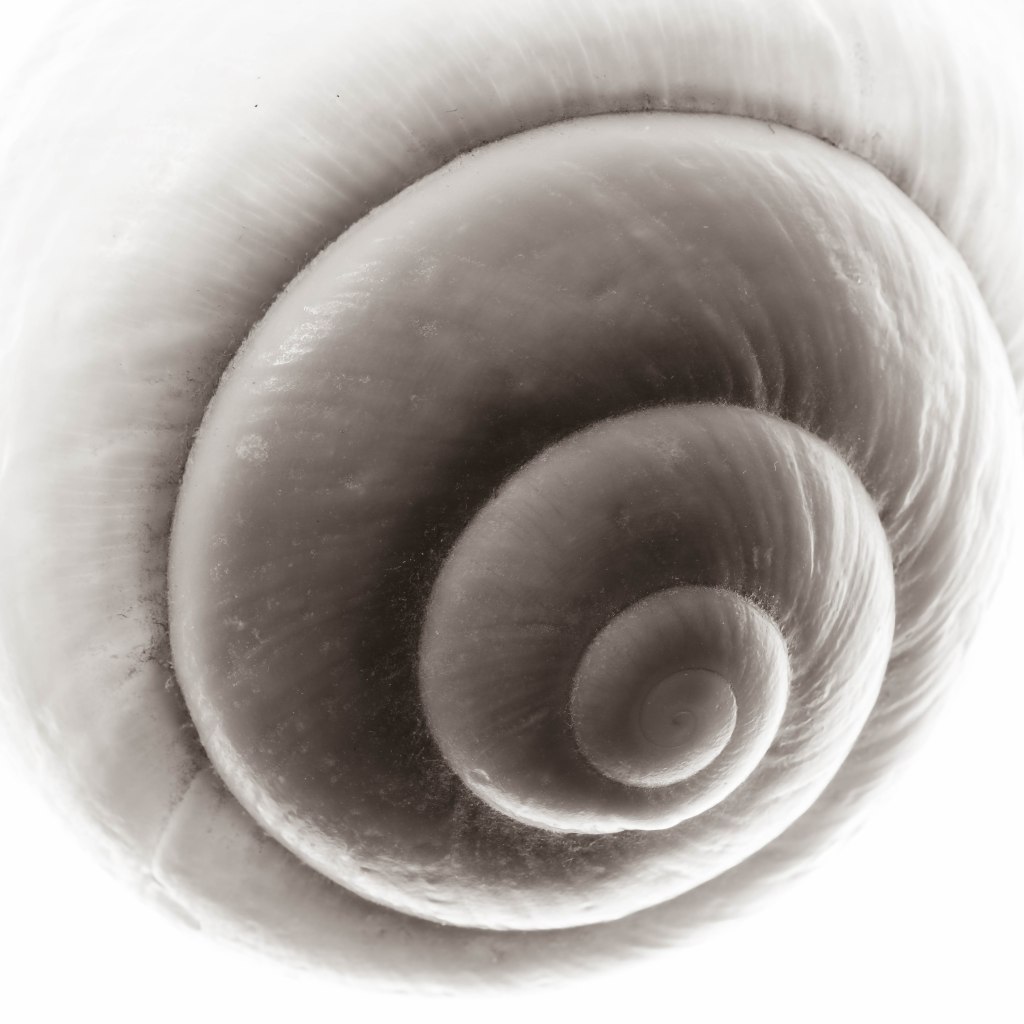 The fibonacci pattern
